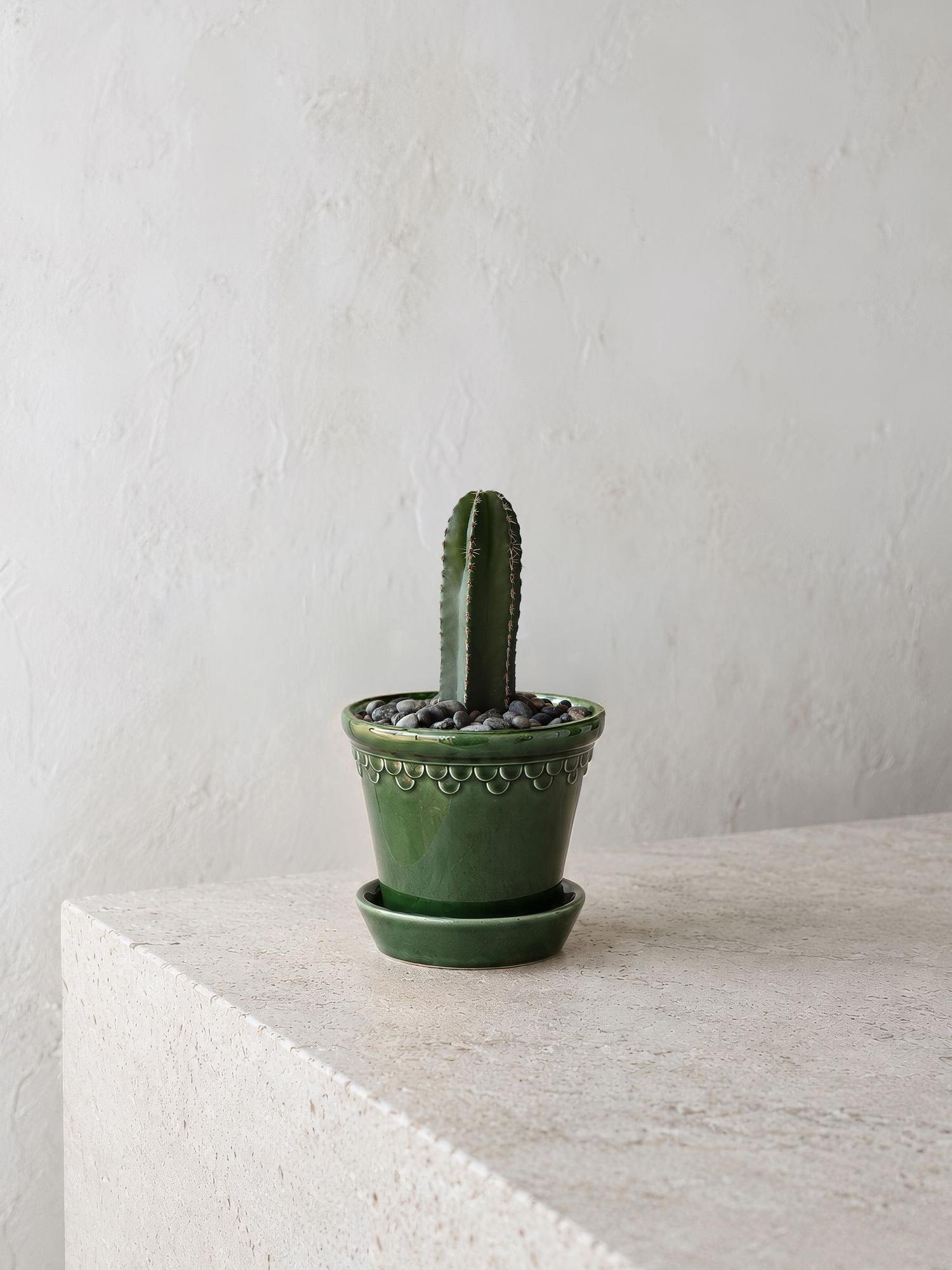 Mexican Fence Post Cactus