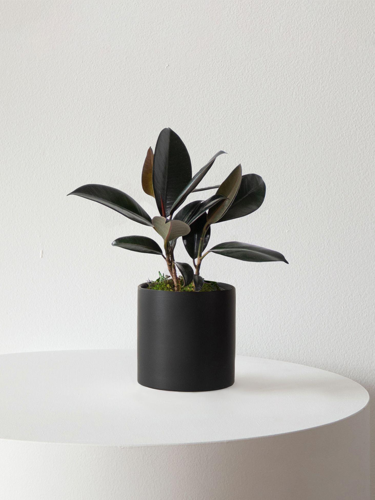 Rubber Plant