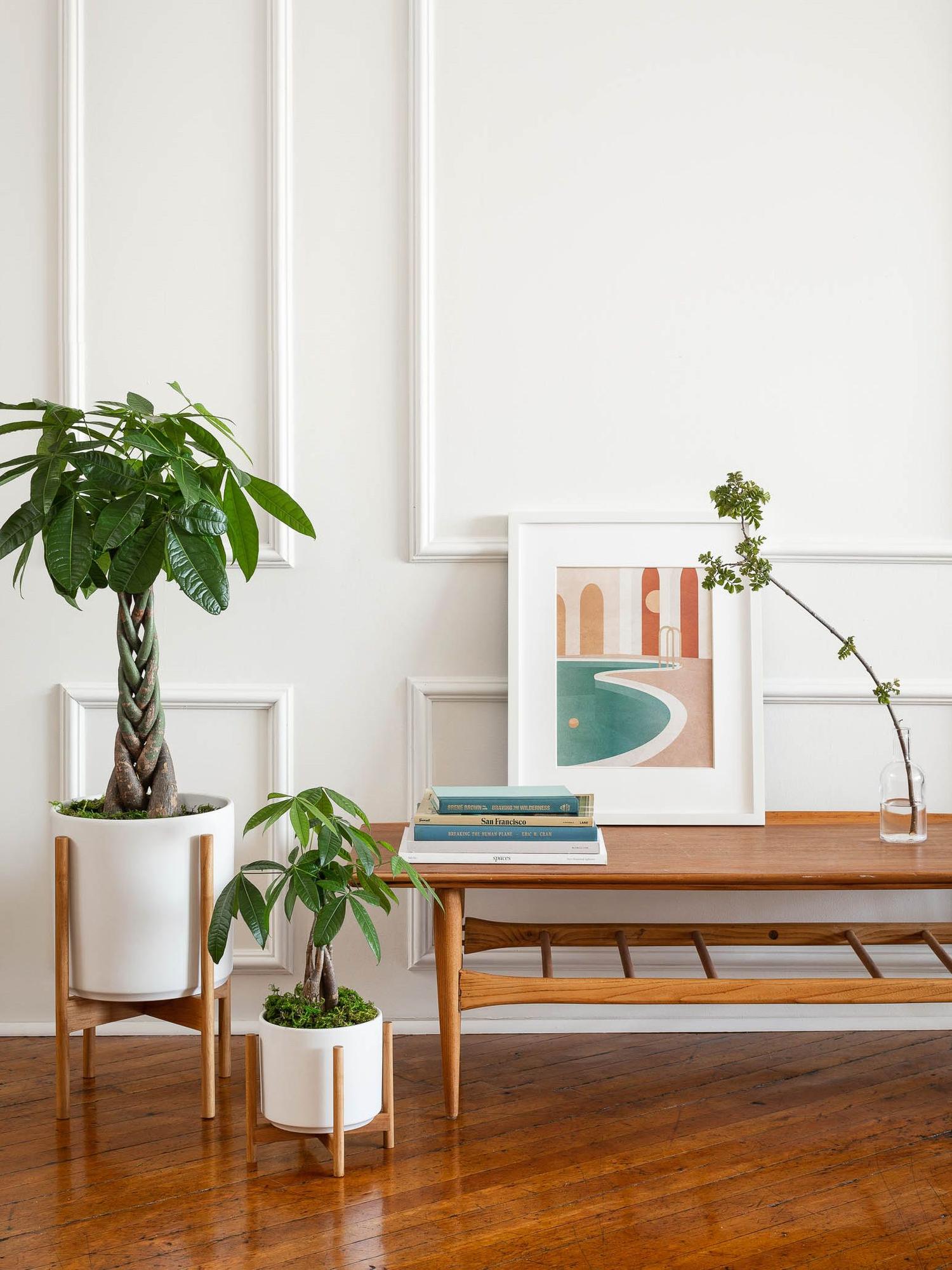 Braided Money Tree