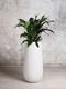 Cast Iron Plant