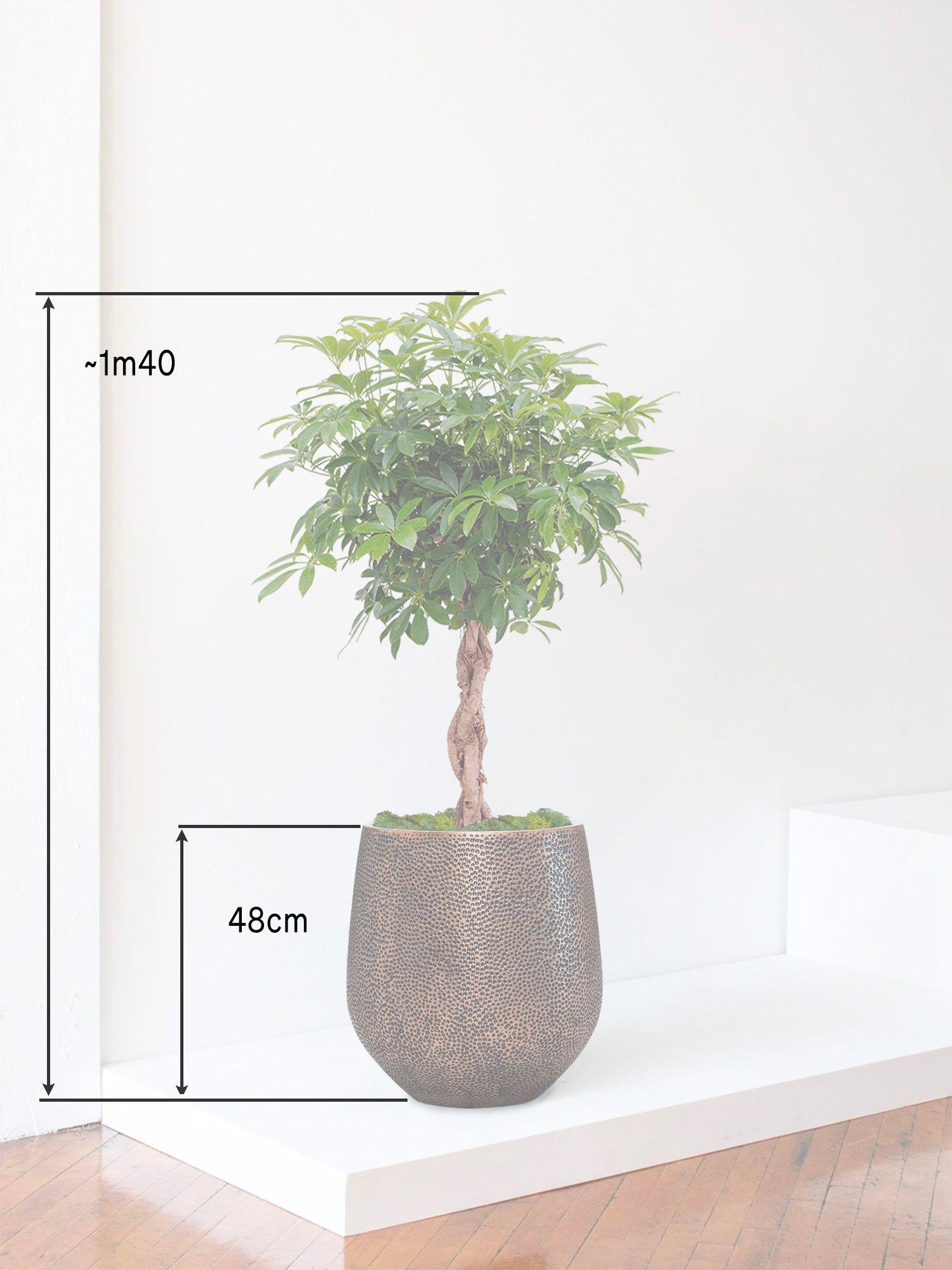 Arbre Schefflera