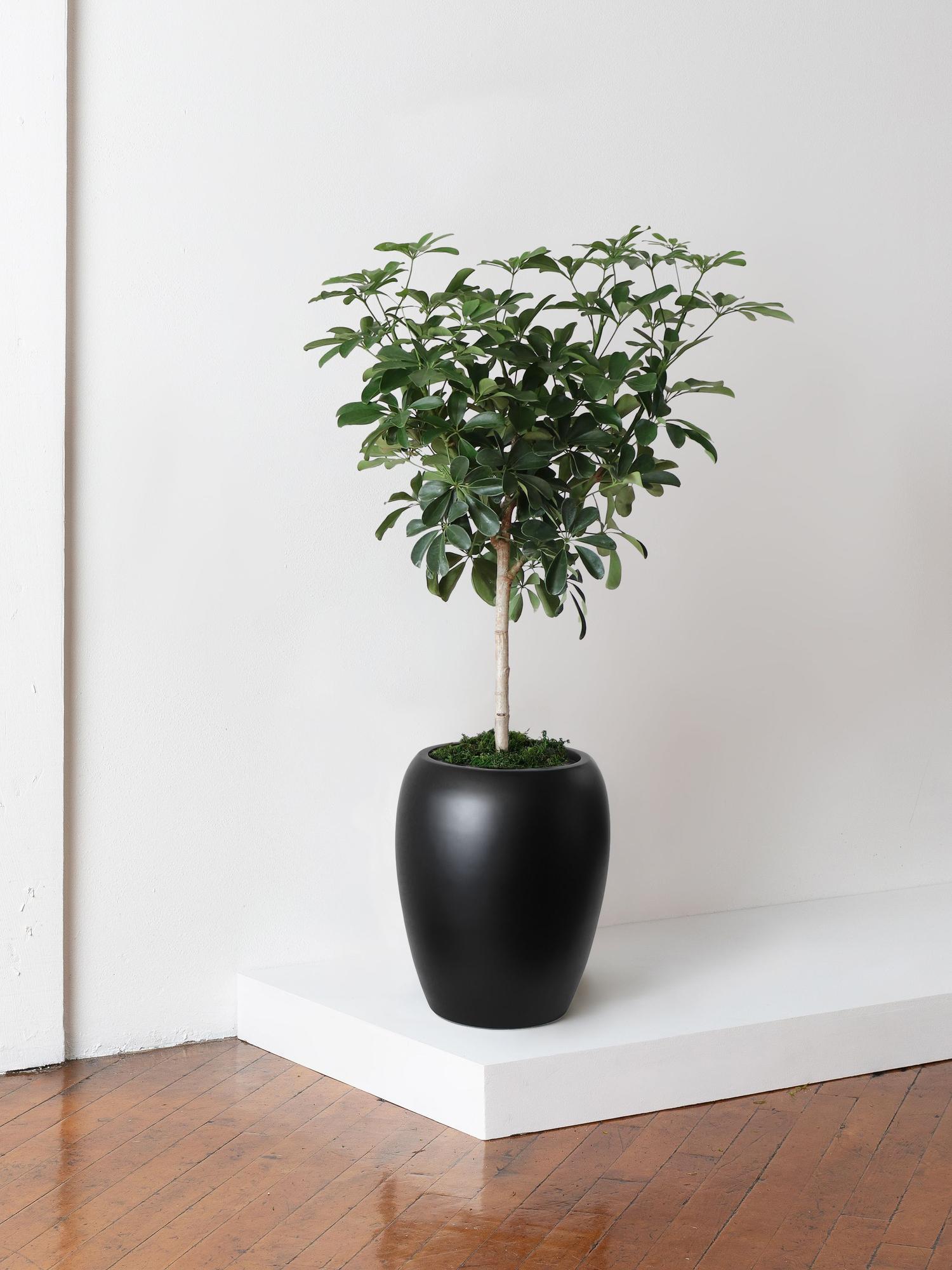 Schefflera Tree