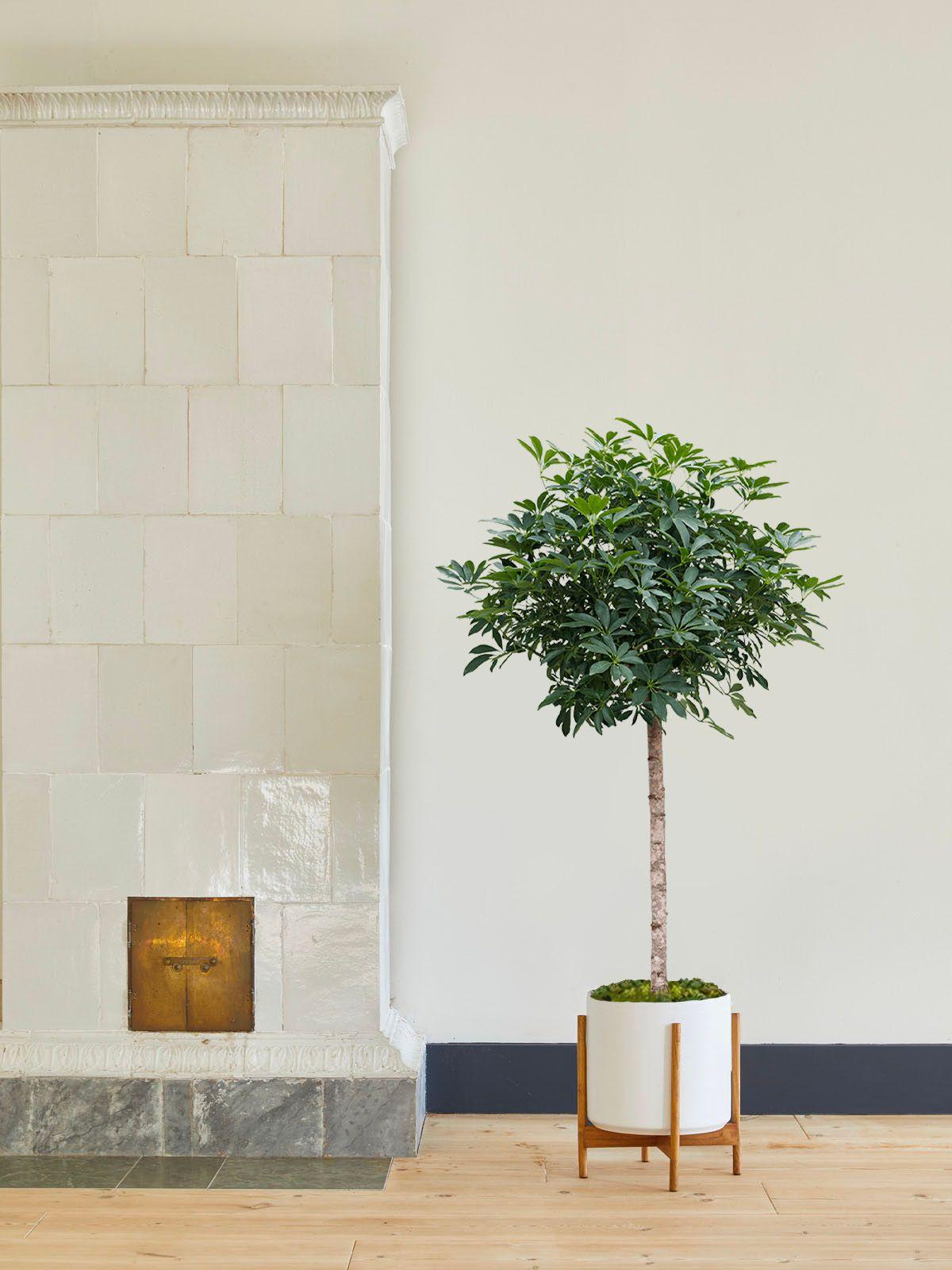 Arbre Schefflera