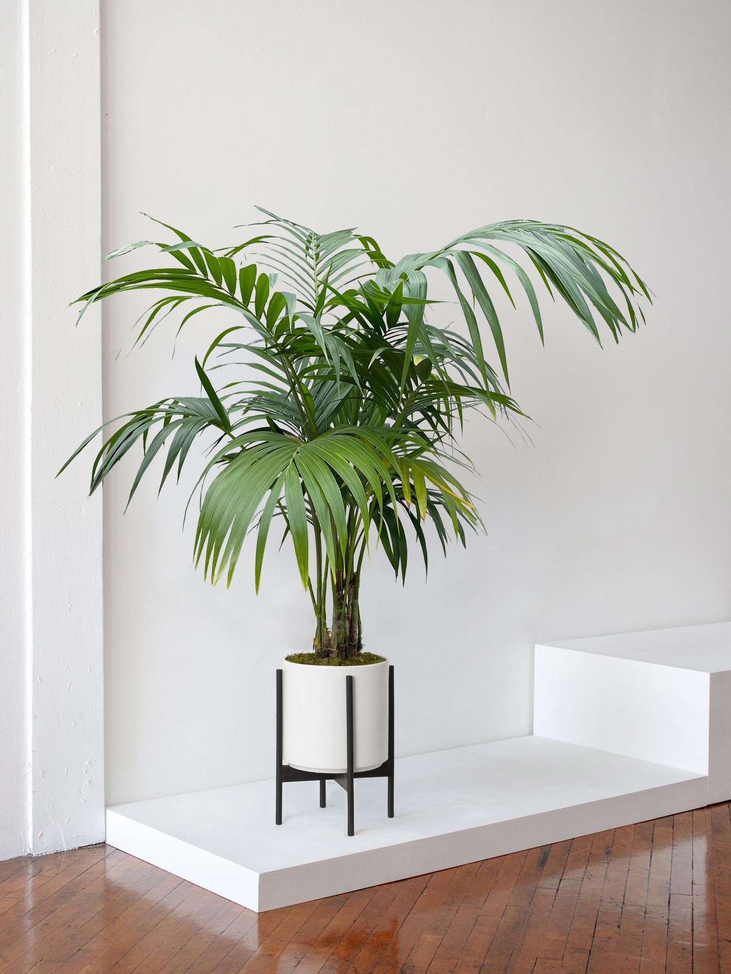 Kentia Palm - White Mid-Century Ceramic & Black Wood Stand 