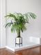 Kentia Palm
