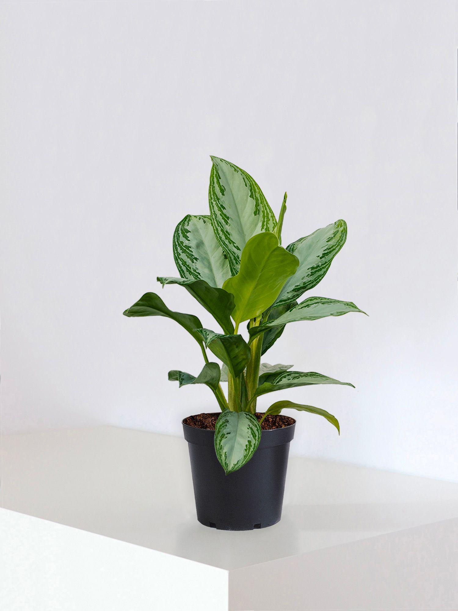 Silver Evergreen