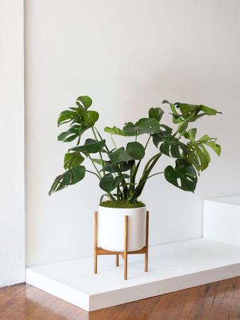 indoor plants picture