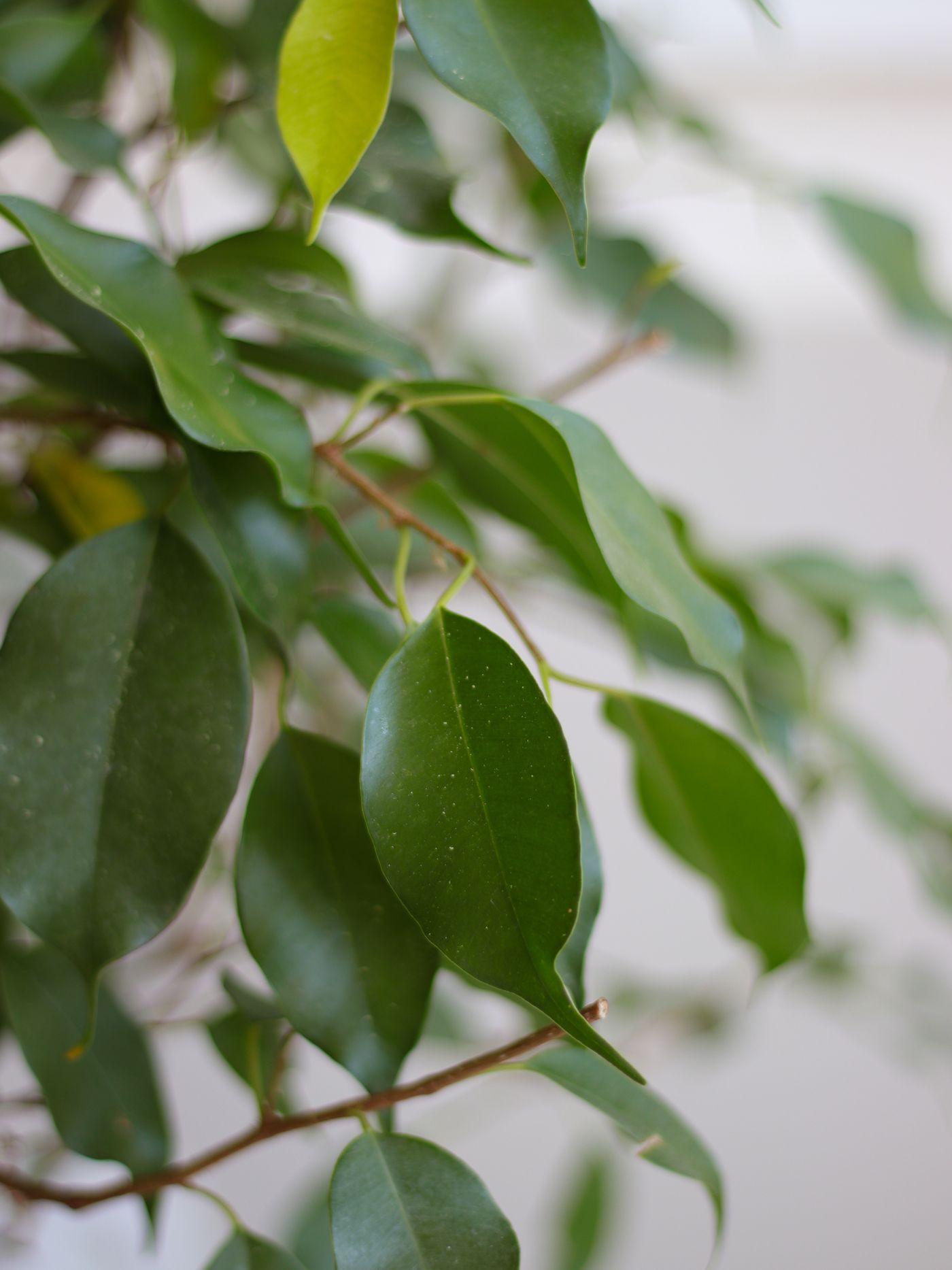 Ficus Benjamina