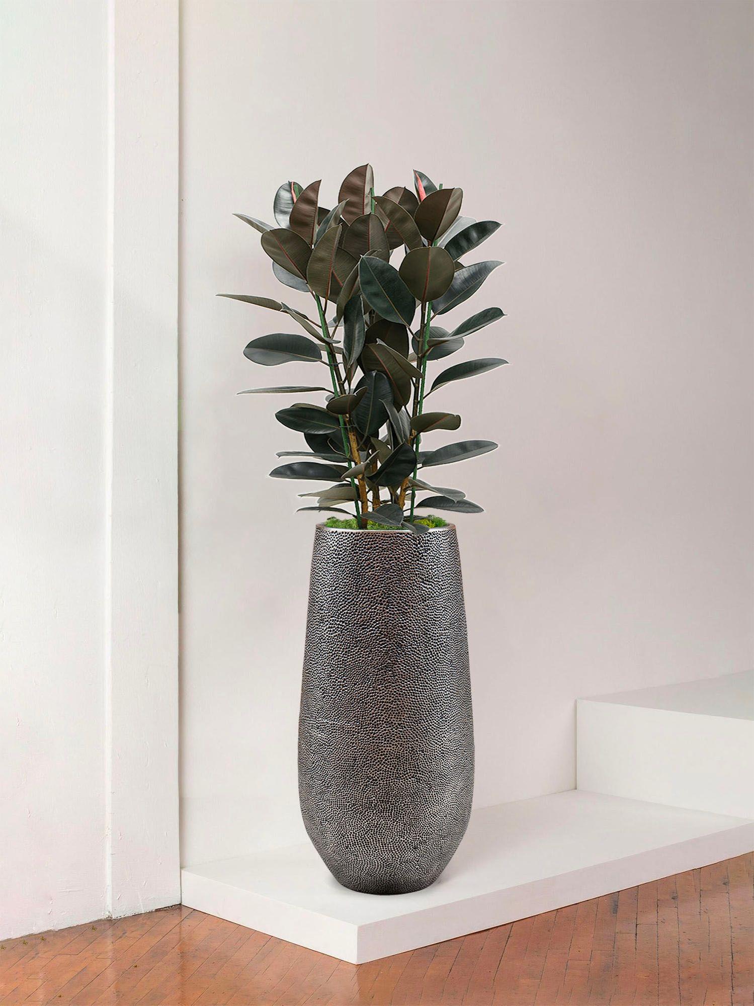 Ficus Elastica Abidjan - Le 32 XL - Dune argent 