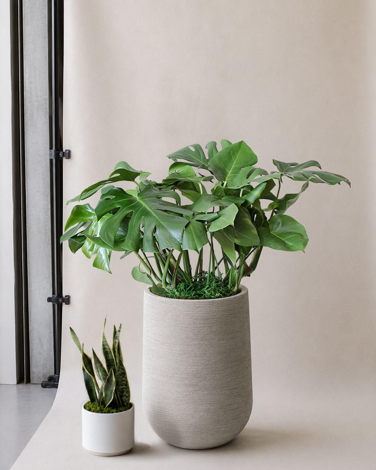 Monstera Deliciosa