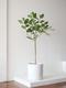 Ficus Audrey Tree