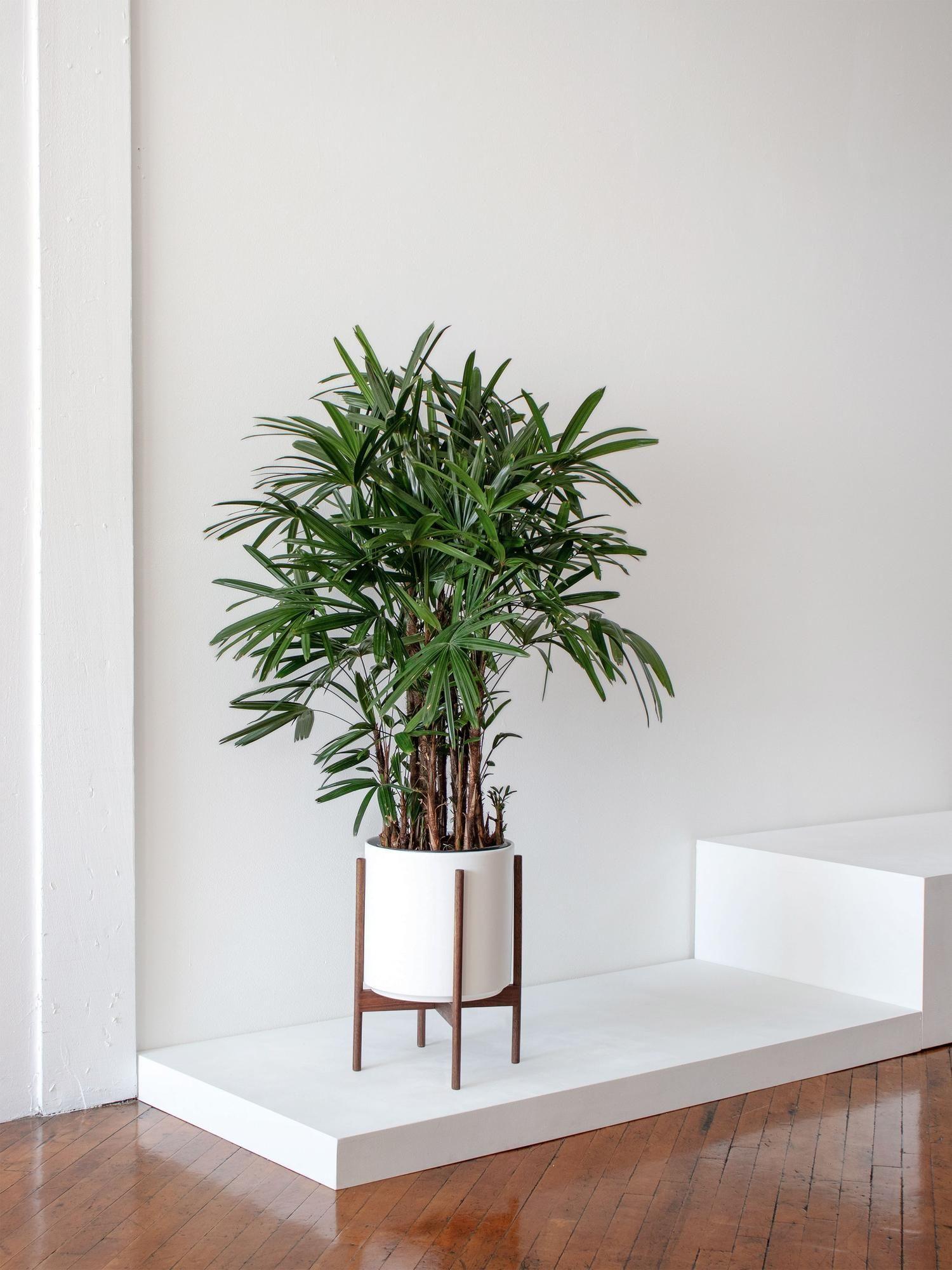 Lady Palm