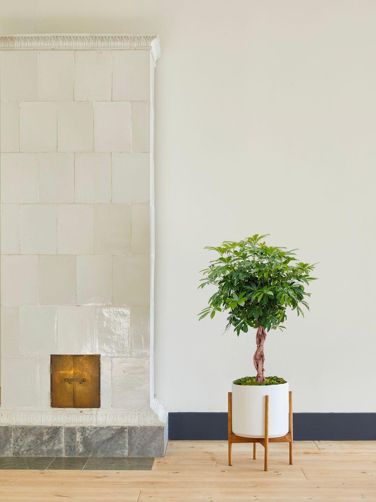 Arbre Schefflera