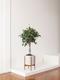 Ficus Benjamina