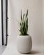 Black Coral Snake Plant