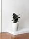 Rubber Tree