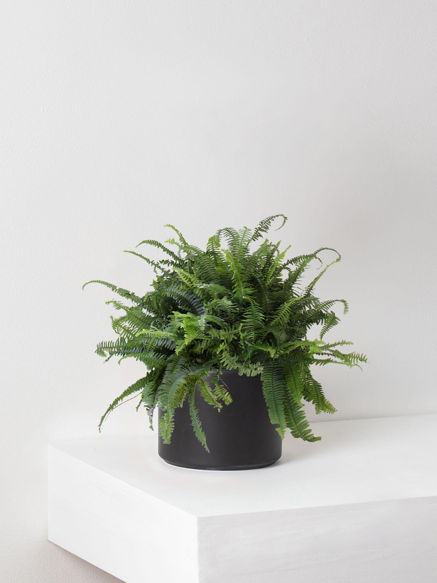 Boston Fern