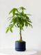 Braided Money Tree