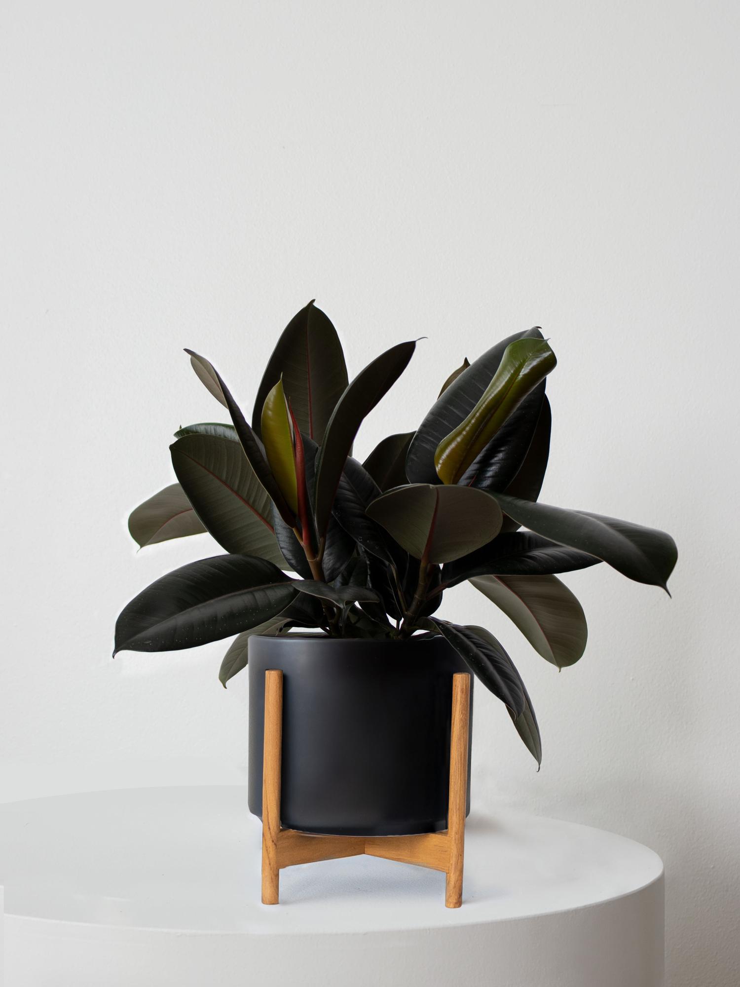 Rubber Plant - Black Mid-Century Ceramic & Light Wood Stand 
