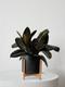 Rubber Plant