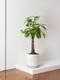 Braided Money Tree