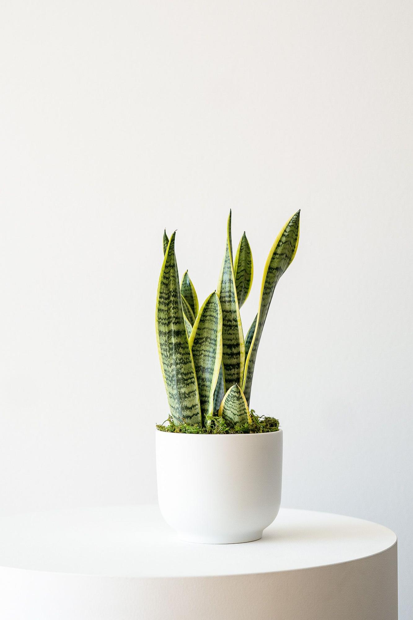 Snake Plant Laurentii