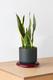 Snake Plant Laurentii