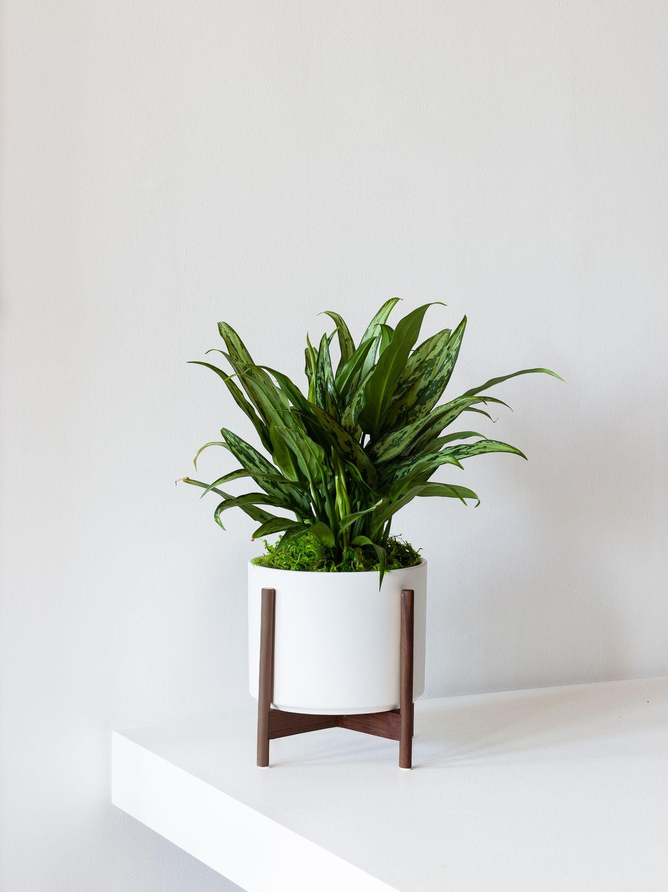 Popular indoor plant varieties in 6-8” grow pots or ceramic pots