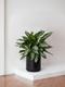 Silver Evergreen