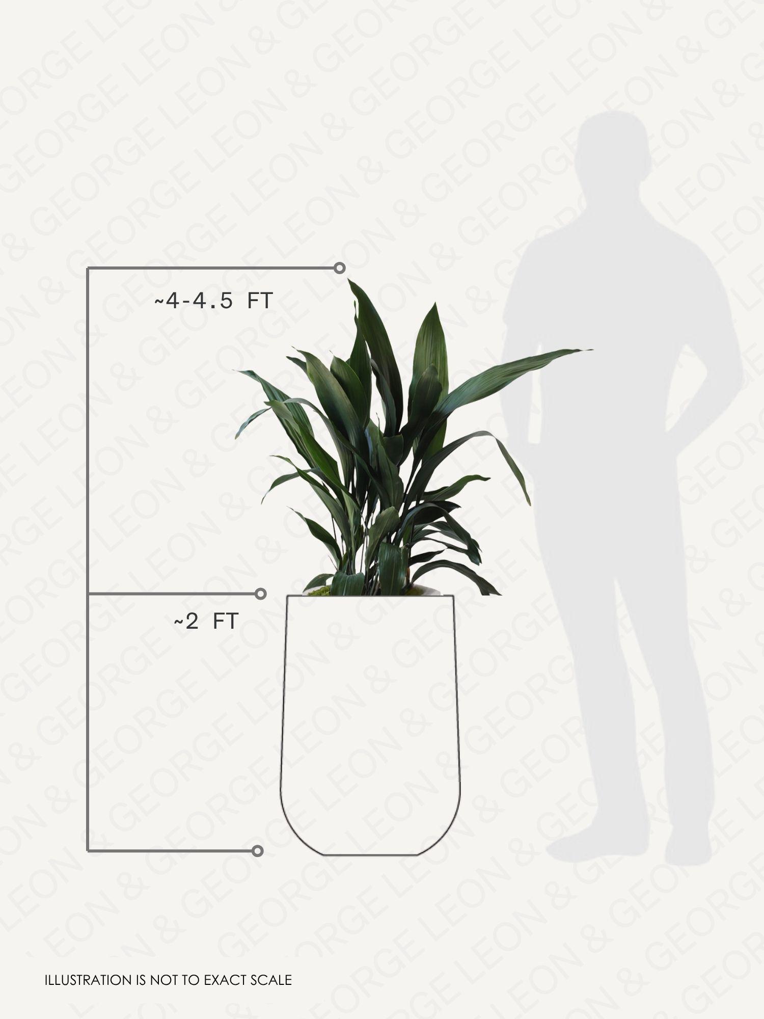 Cast Iron Plant pot and plant dimensions