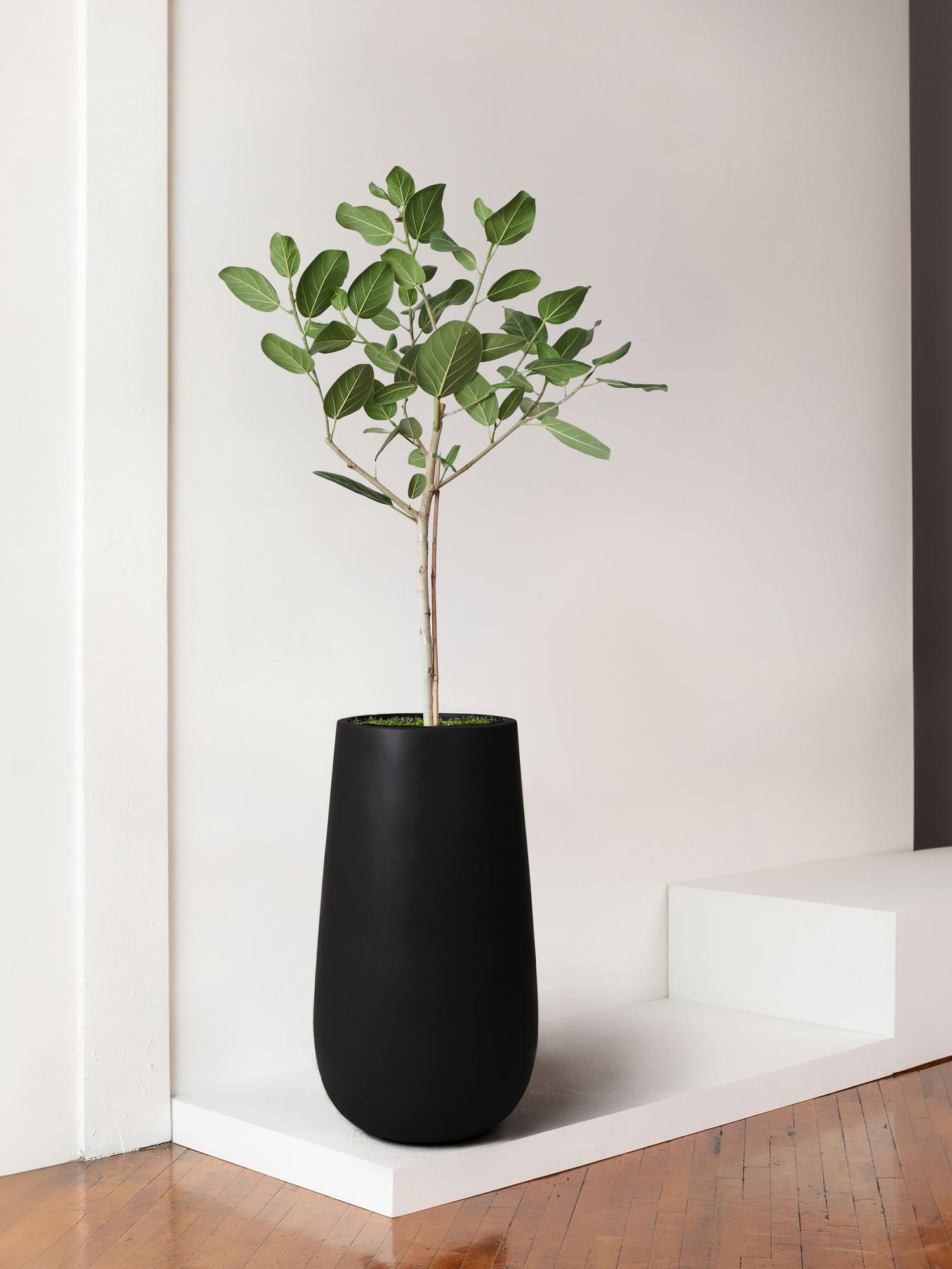 Ficus Audrey Tree