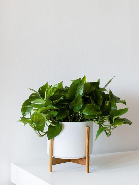 Mid-Century Cylinder - The Six