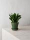 Dracaena Compacta