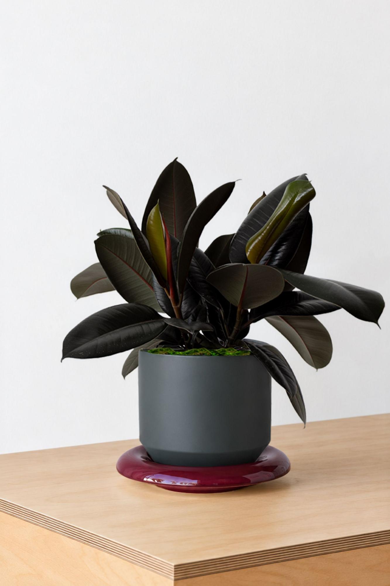 Rubber Plant - Black Lily Ceramic & Burgundy Saucer 