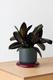 Rubber Plant