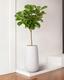 Fiddle Leaf Fig Tree