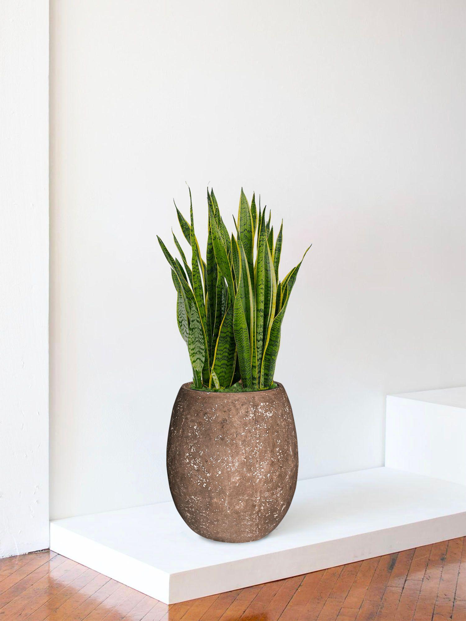 Sansevieria Laurentii
