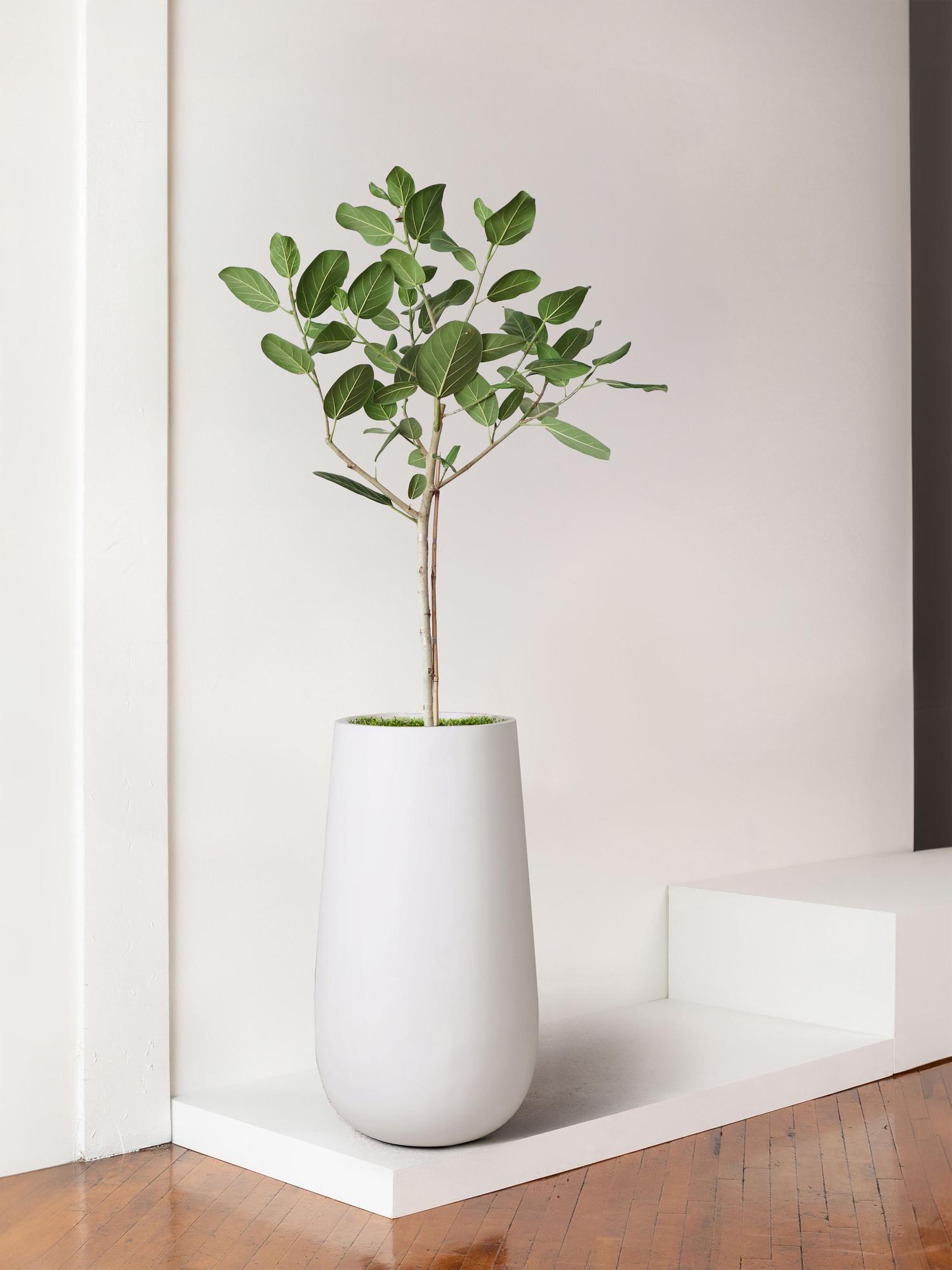 Ficus Audrey Tree
