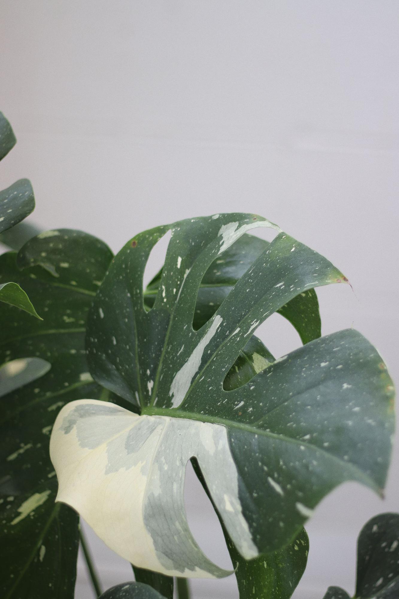 Monstera Thai Constellation
