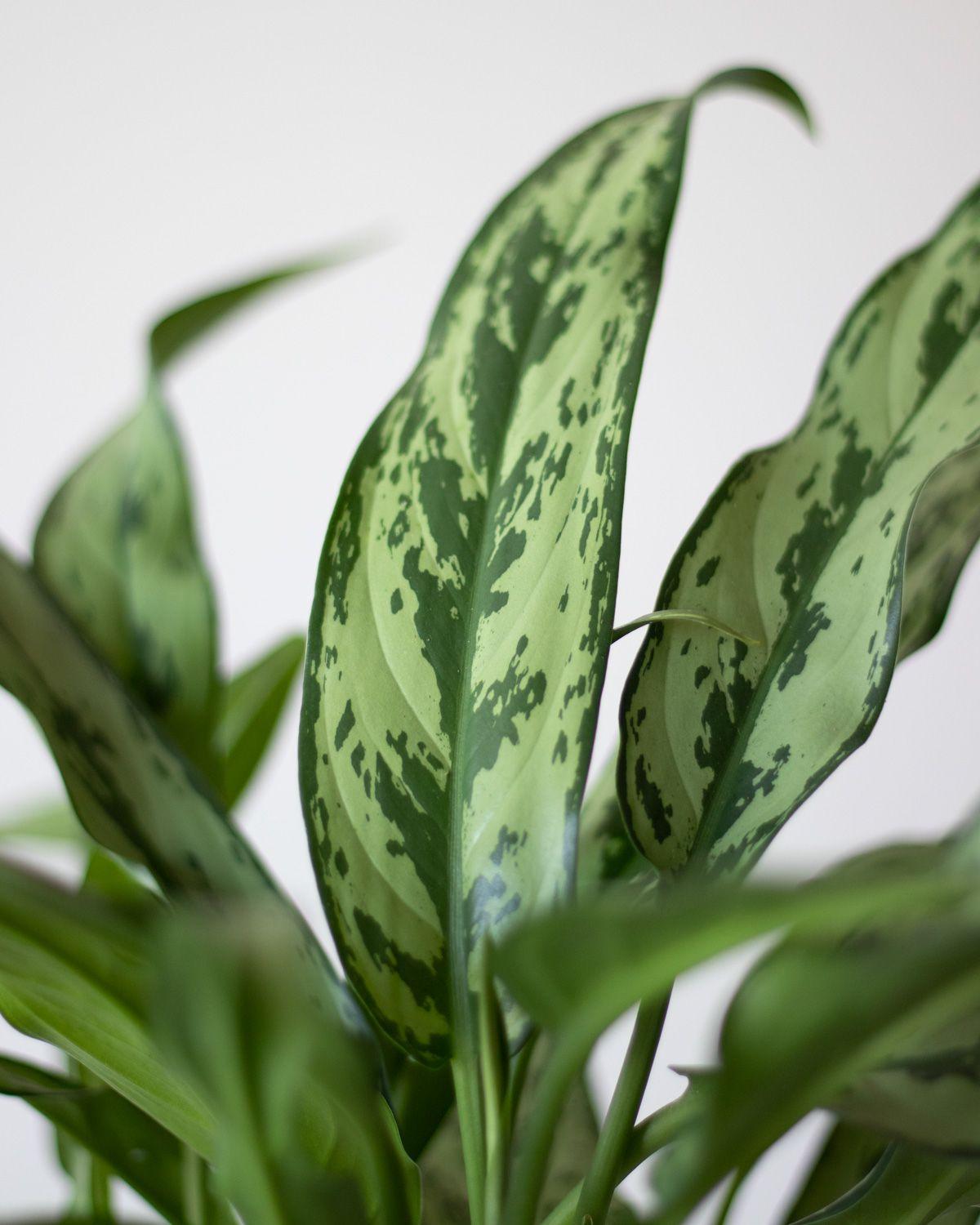 Tiger Evergreen