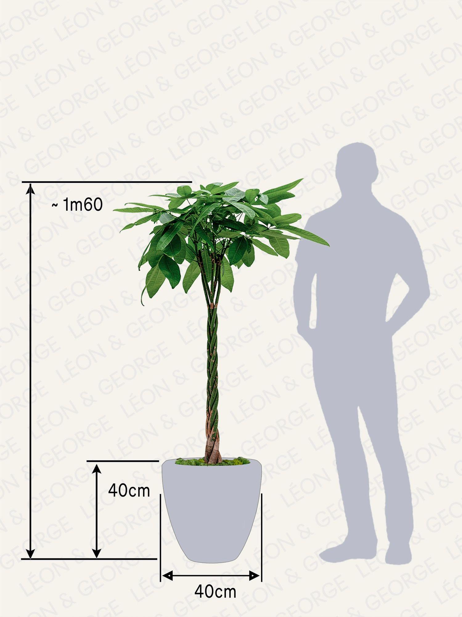 Pachira Aquatica
