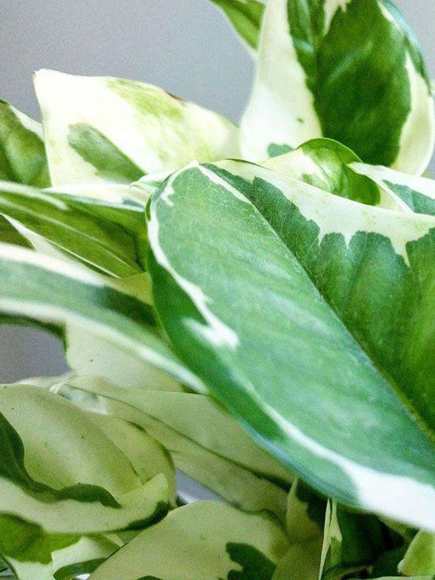 N'joy Pothos