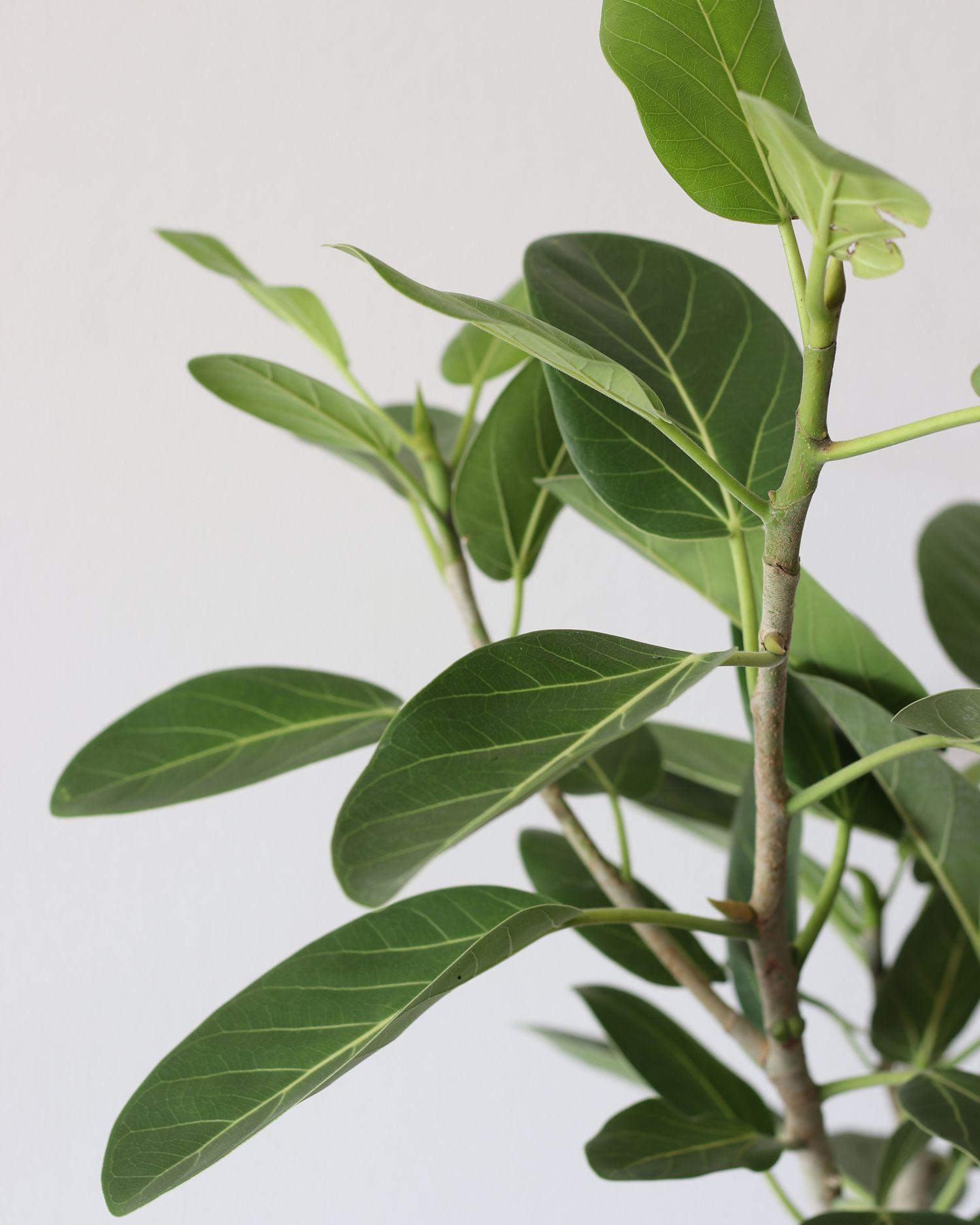 Ficus Audrey Tree