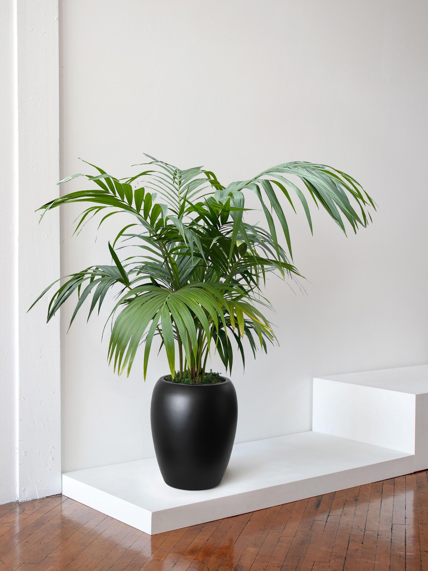 Kentia Palm