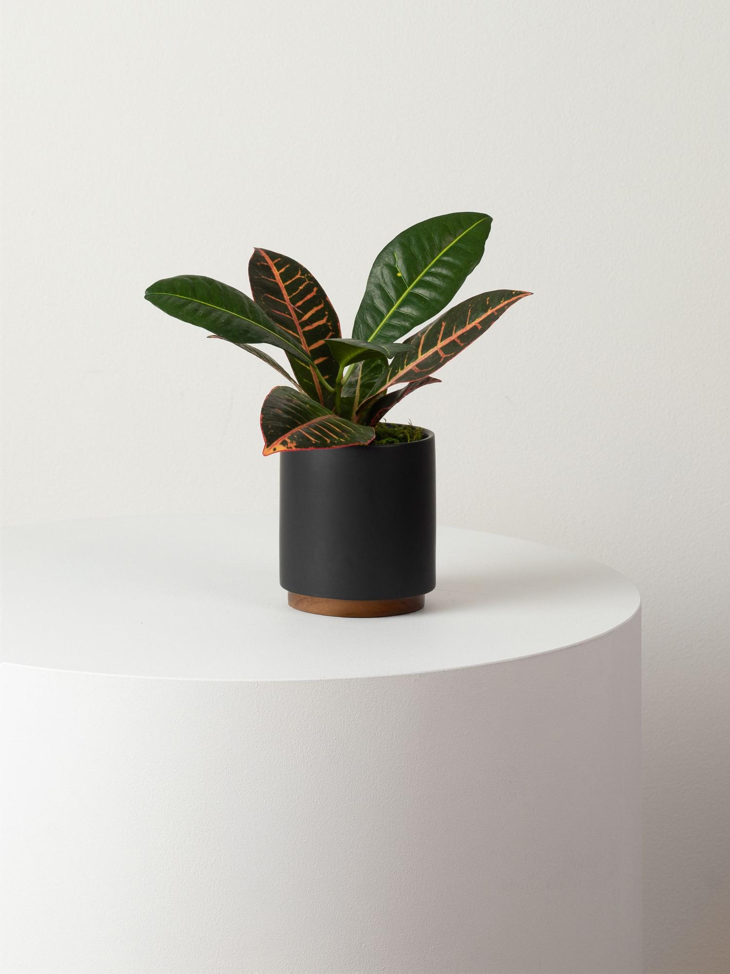 Golden Petra - Black Mid-Century Ceramic & Dark Wood Plinth 
