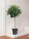 Arbre Schefflera