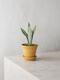Moonshine Snake Plant