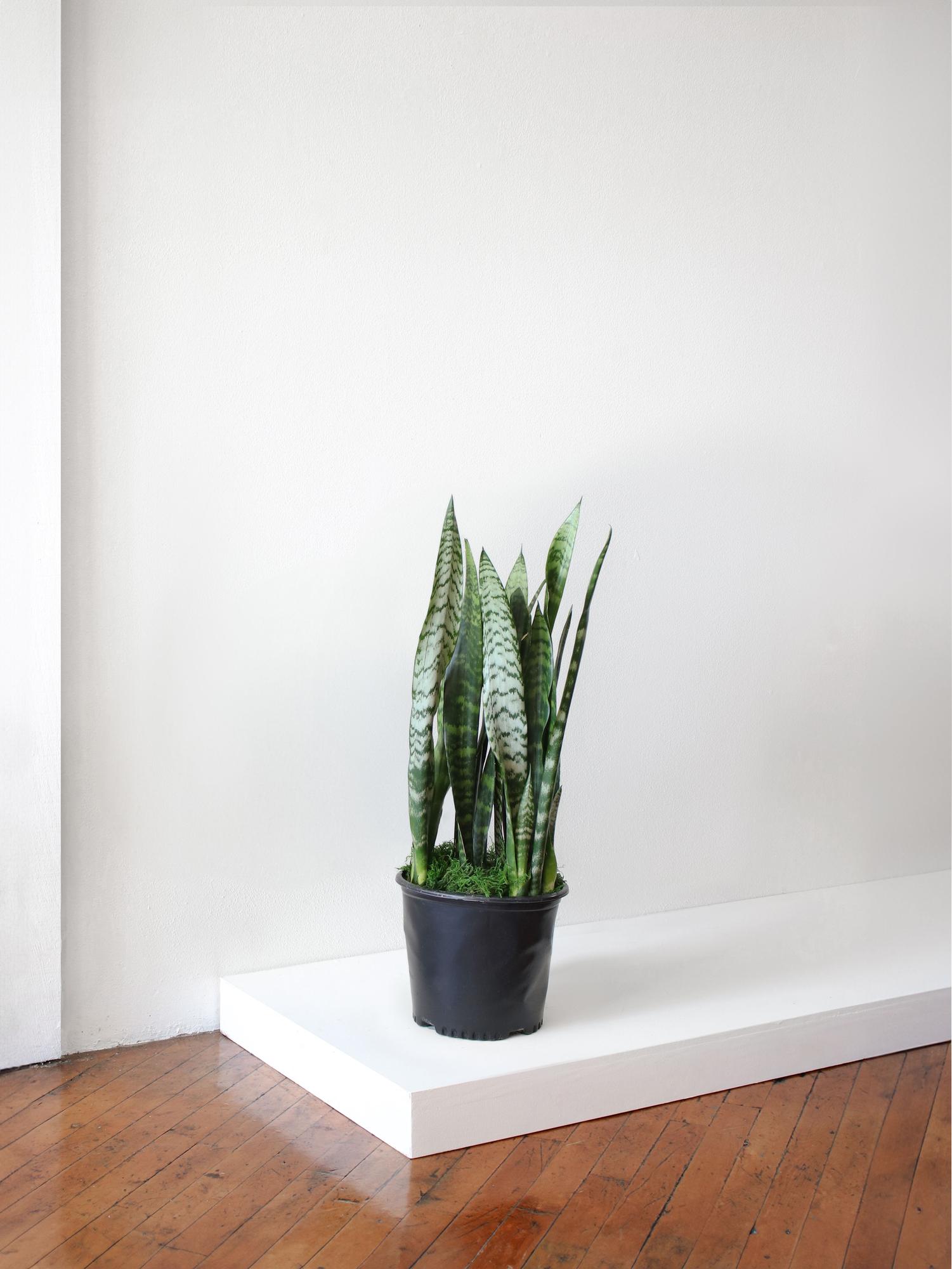 Black Coral Snake Plant Laurentii