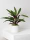 Calathea Peacock of Rio