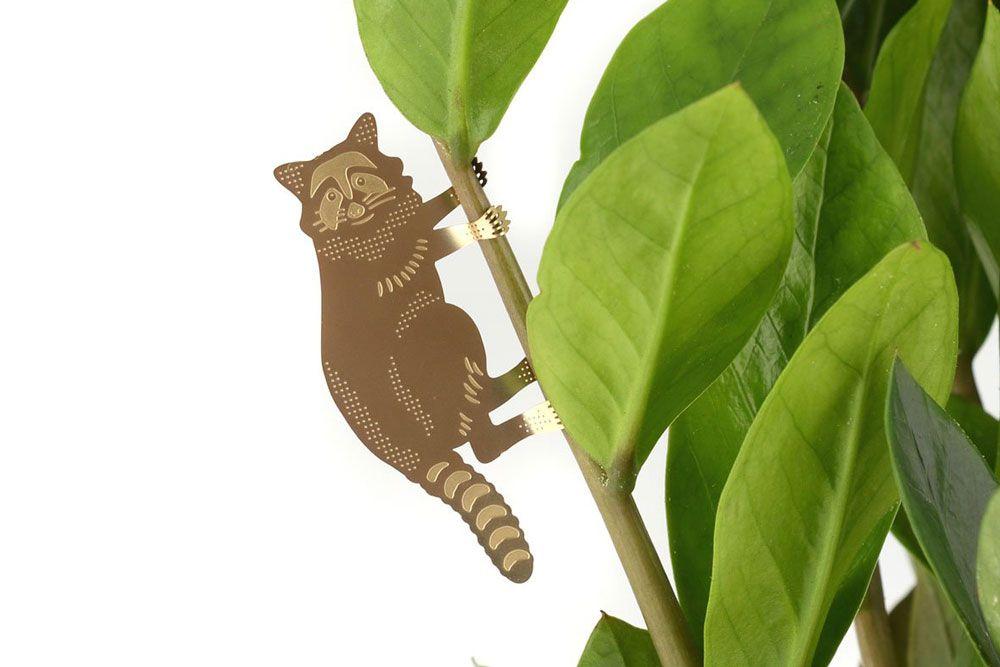 Plant Animal Raton laveur